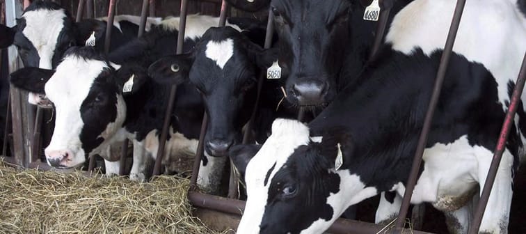 The Canadian Food Inspection Agency is encouraging veterinarians to keep an eye out for signs of avian influenza in dairy cattle following recent discoveries of cases of the disease in U.S. c