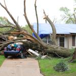 Tree falls onto a car after a storm