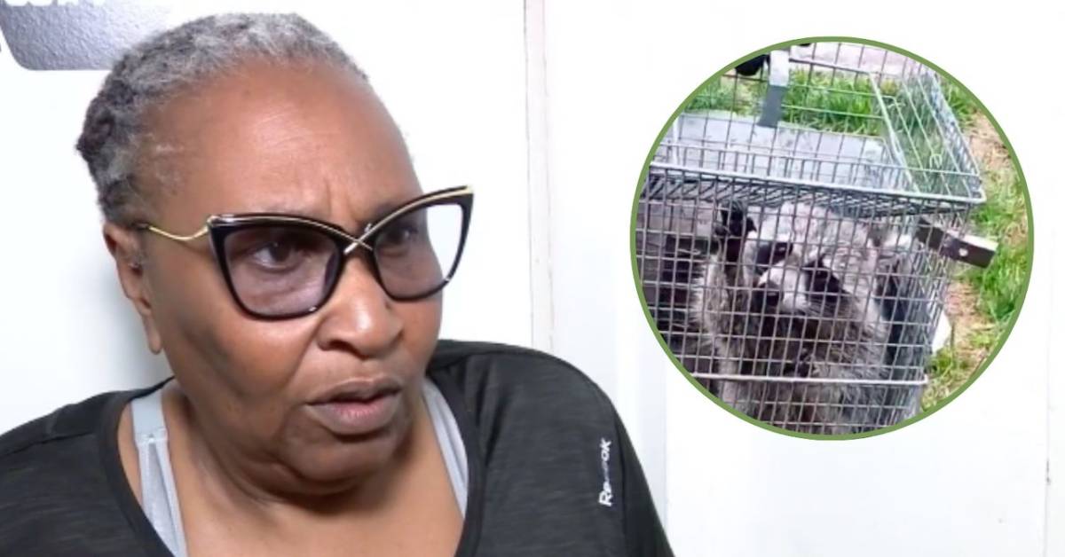 DC tenant battles raccoon invasion, wins at last