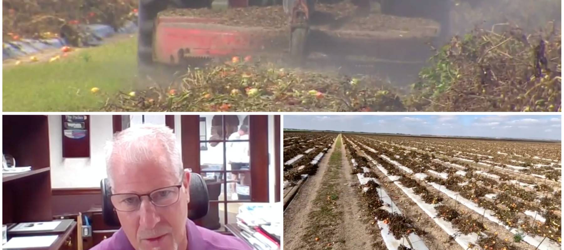 Tony DiMare and his tomato farm.