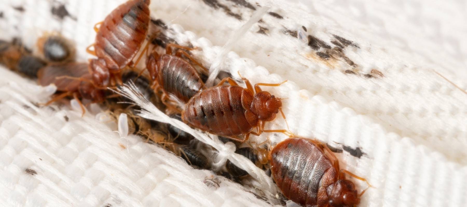Bedbugs colony on the matress cloth macro