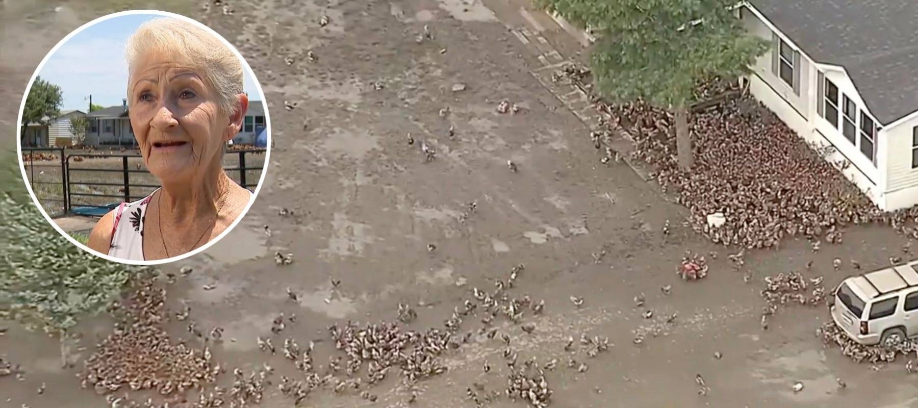 Texas free range chickens