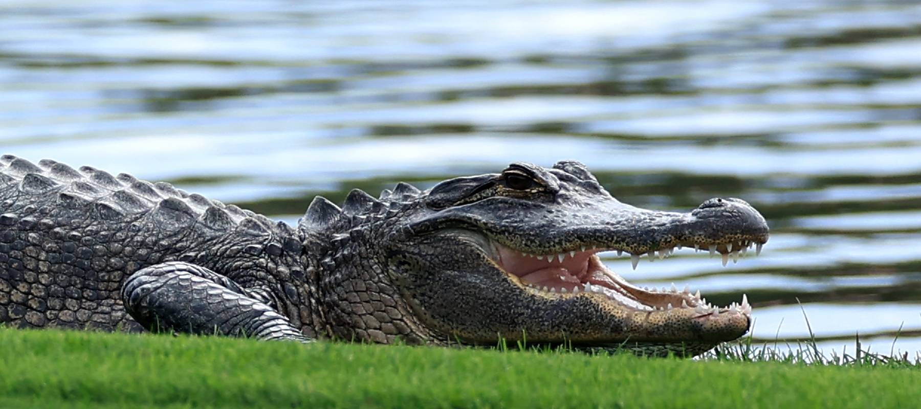 Alligator in Florida