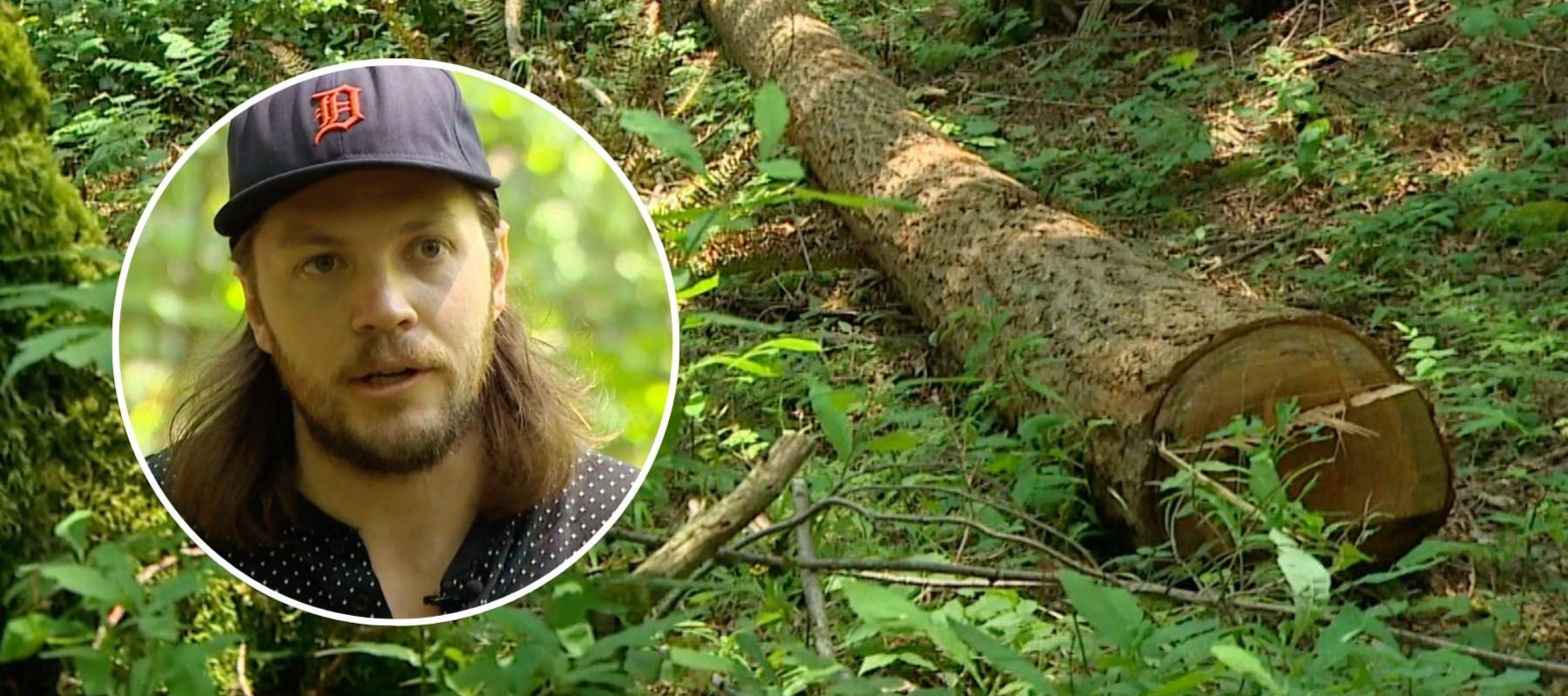 A local resident talking about seeing wildlife footage of a log sliding down the mountain, indicating illegal cutting.
