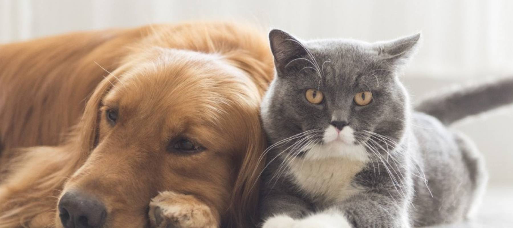 Cat and dog lying next to each other