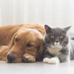 Cat and dog lying next to each other