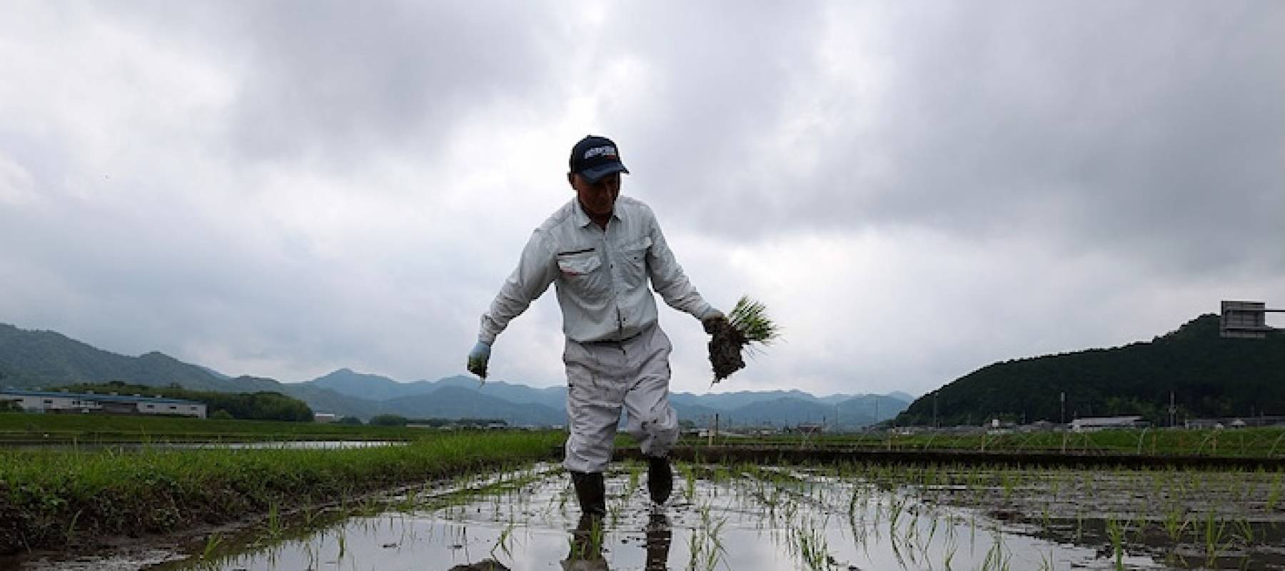 farmer in a rice field