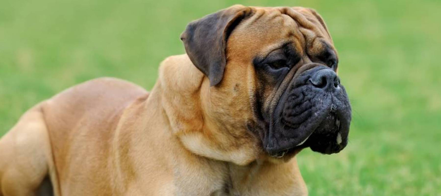 Close English Mastiff dog  in green summer grass