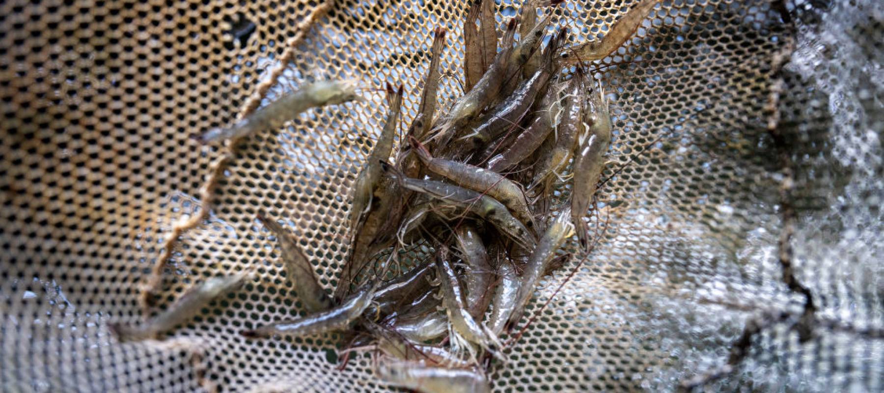 SC shrimpers sue 25 restaurants over fraud