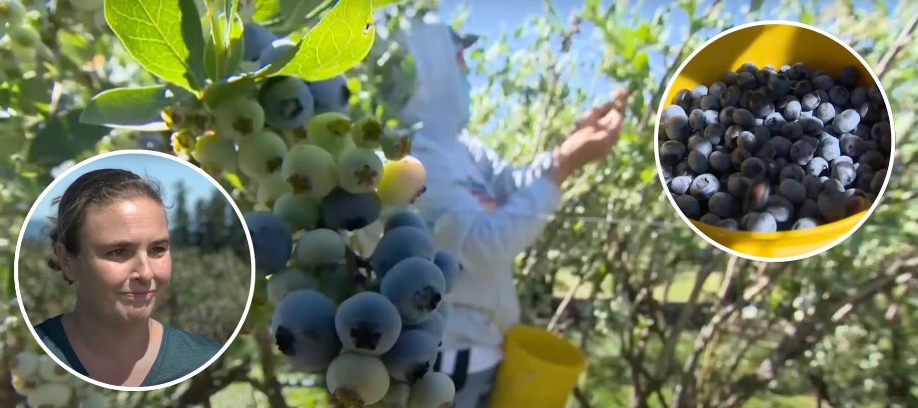 Farmer discussing impact on their berry farms in Oregon and beyond.