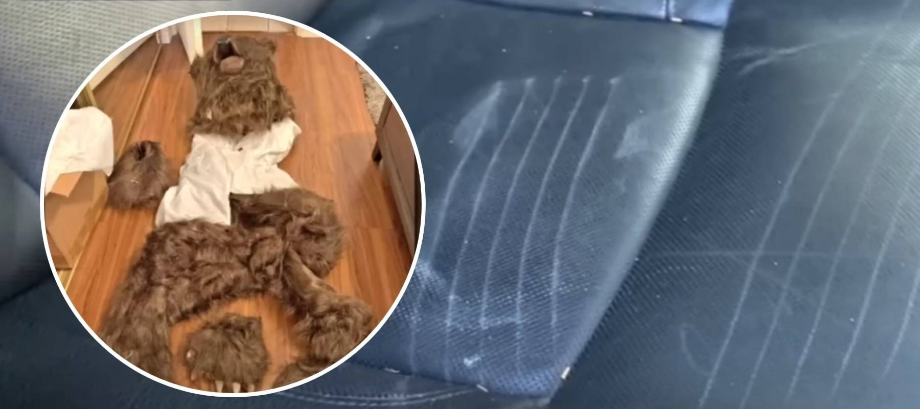 Bear suit and scratch marks.