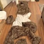 Bear suit and scratch marks.