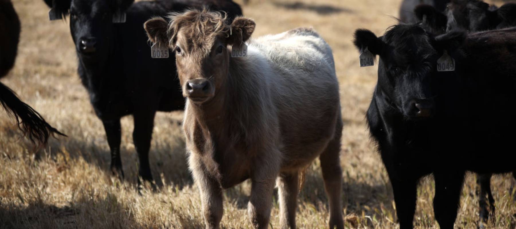 Beef prices up more than 10% from last year