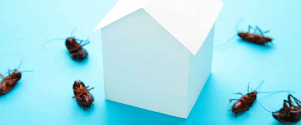 Dead cockroaches and paper house.