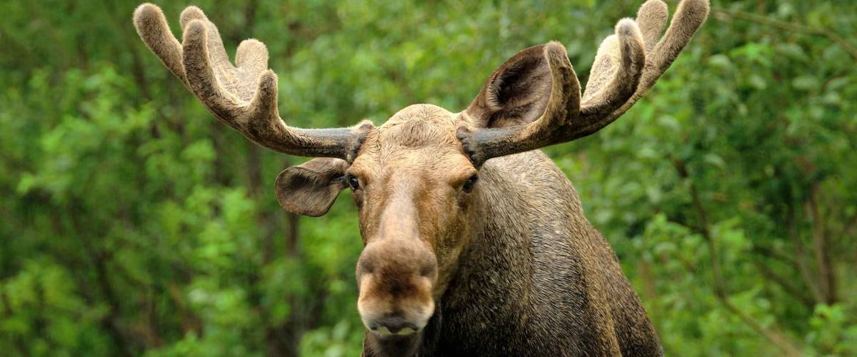 Wild Bull Moose in autumn,