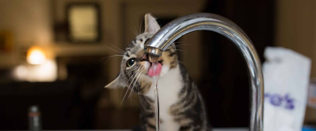small kitten drinking water from kitchen sink faucet