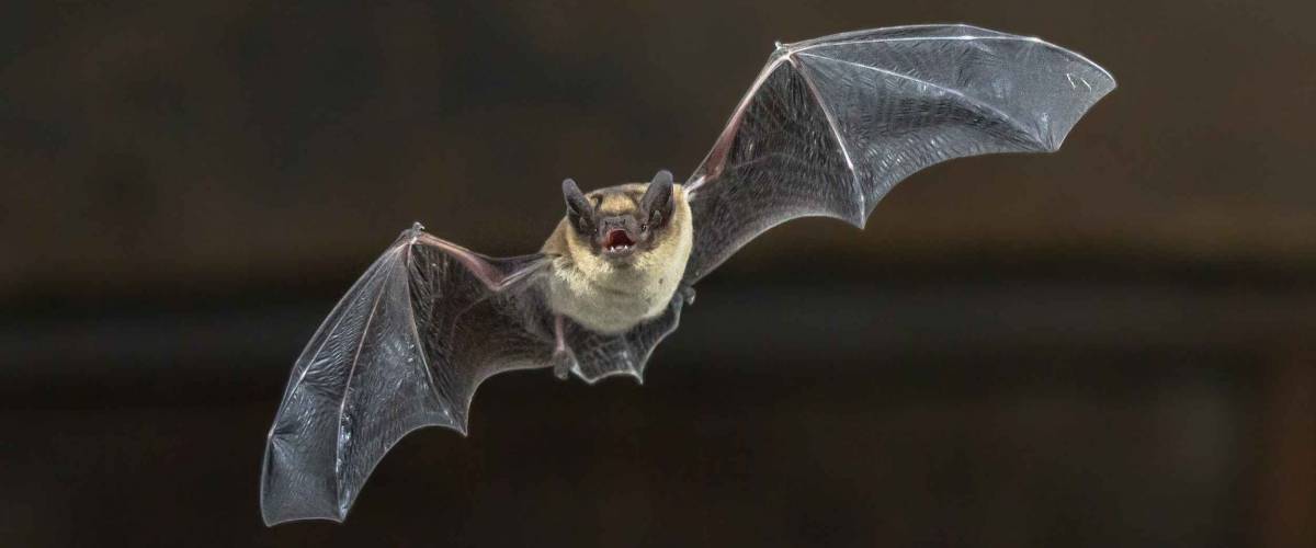 Pipistrelle bat flying in the house in darkness