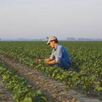 Arkansas farmer