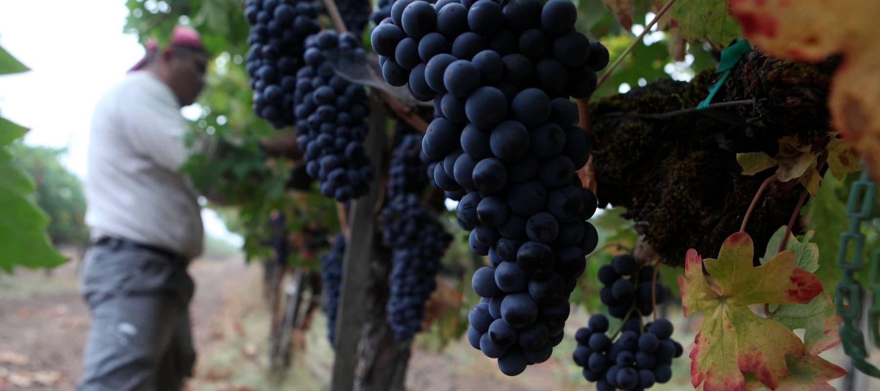 U.S. wine consumption is falling to Prohibition-era lows, leaving California vineyards struggling as tariffs, oversupply and shifting tastes drive prices up.
