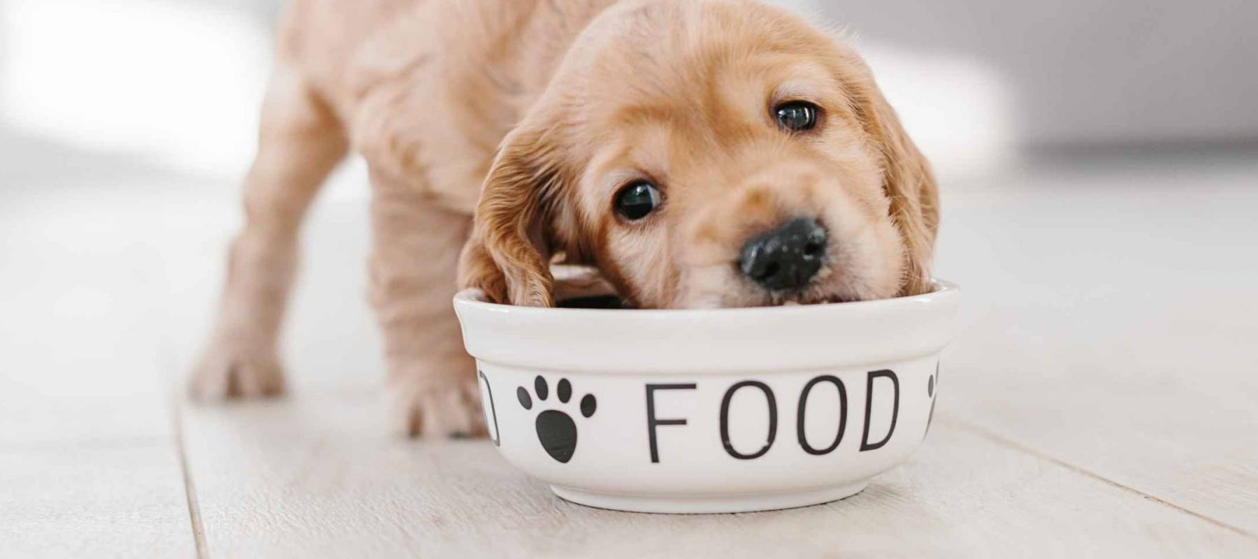 How much does it cost to have a dog?