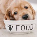 How much does it cost to have a dog?