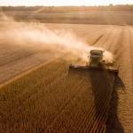 Soybean harvester works through crop that will likely never be purchased.