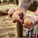 Beared man with tattooed arms and a flannel shirt tied around his waist shares eggs from a henhouse with young boy