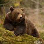 A brown bear in the forest. Big Brown Bear. Bear sits on a rock. Ursus arctos.
