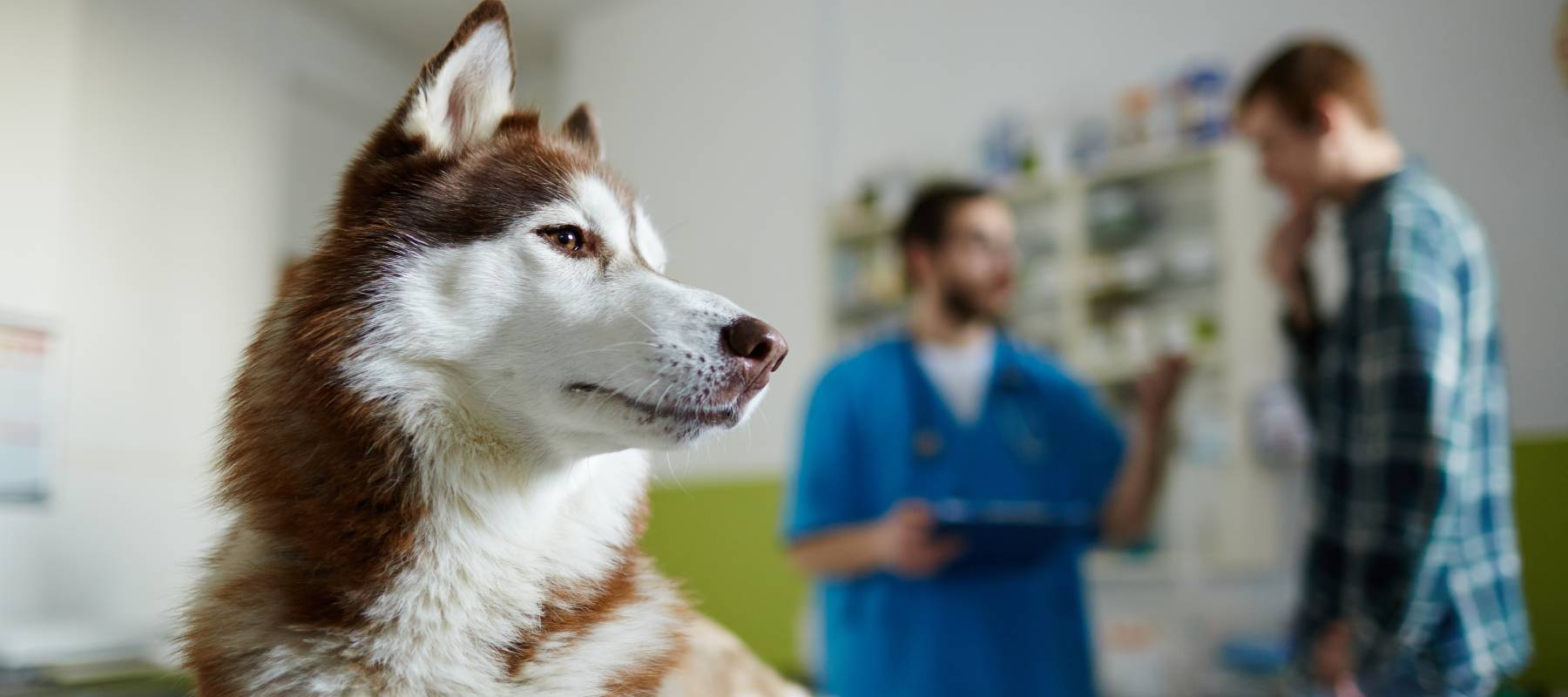 A husky visits a veterinary office.