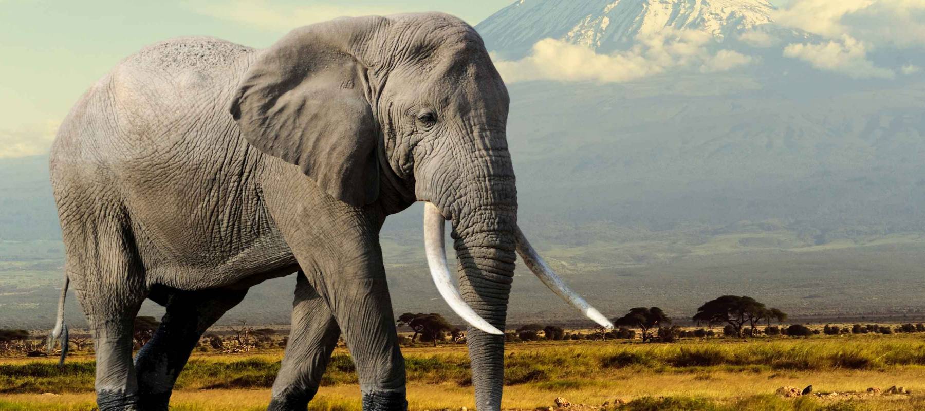 Elephant on Kilimajaro mount background in National park of Kenya, Africa
