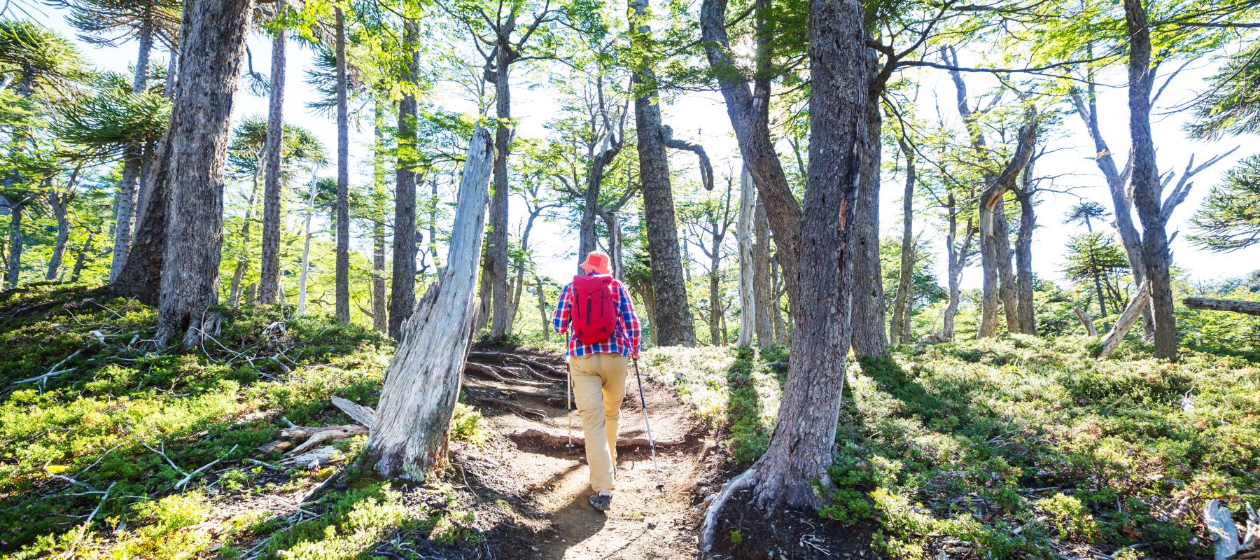 Man hiking bay the trail in the forest.