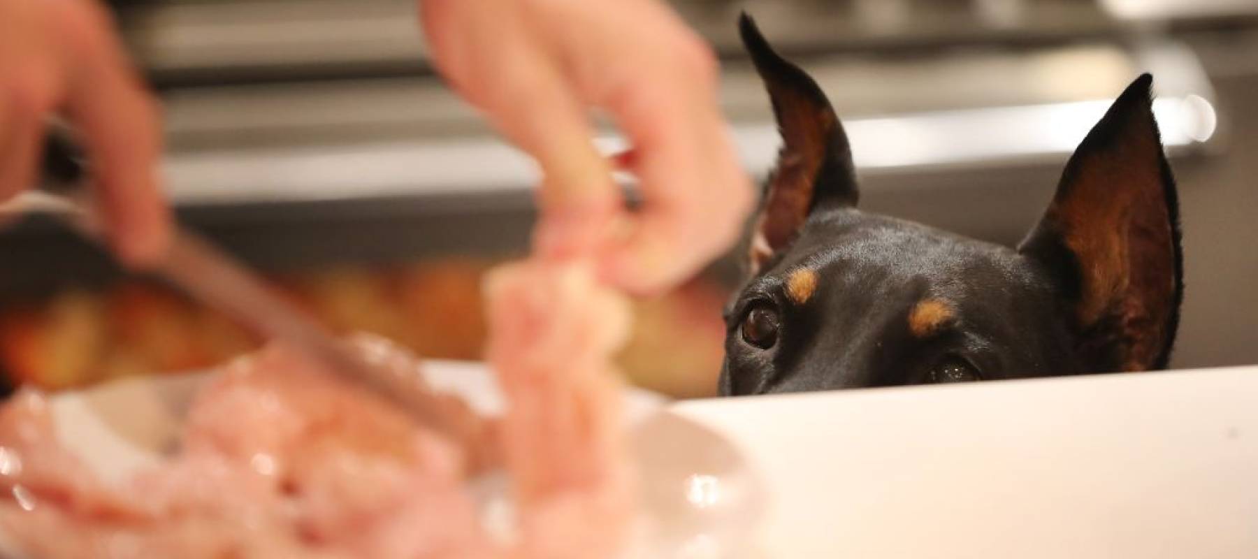 A doberman looks hungrily and cutely at a plate of what looks like salmon being prepared by human hands