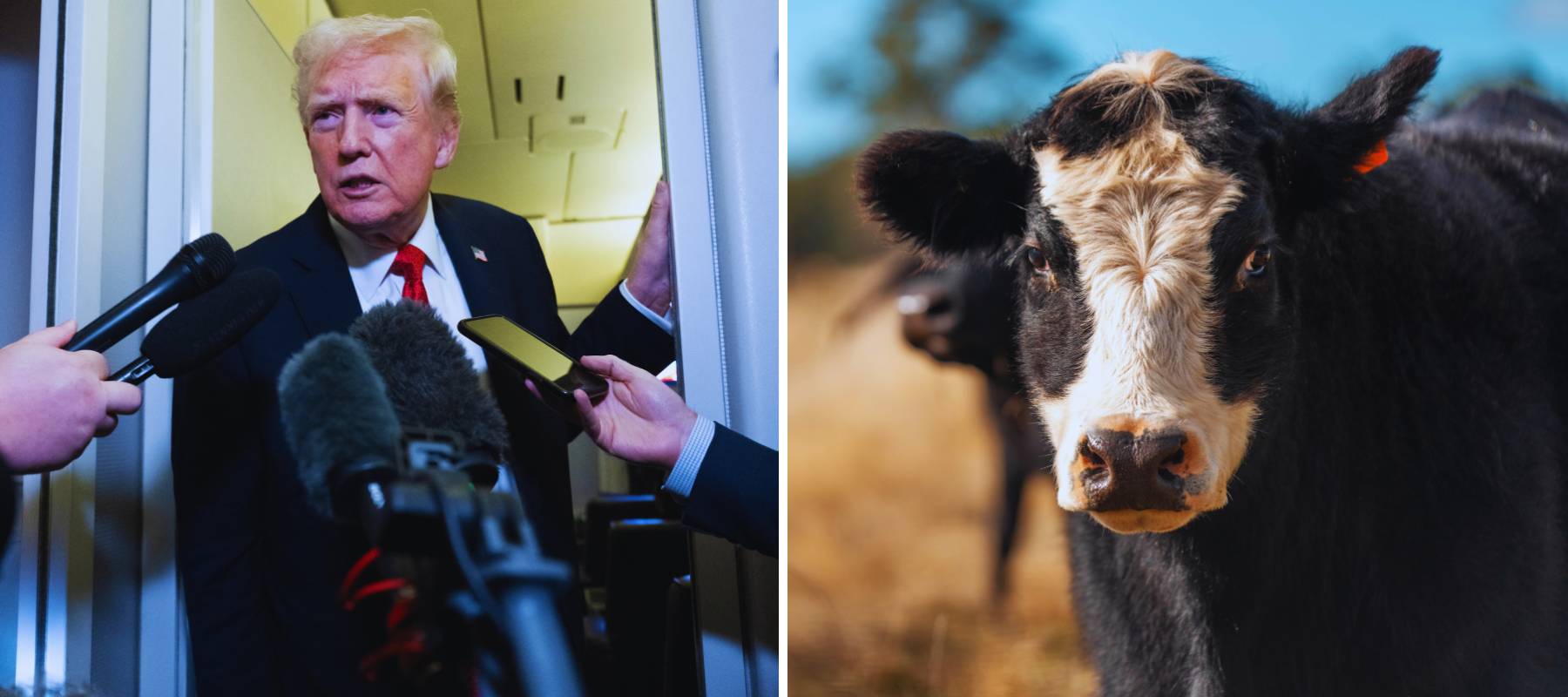 Photo of Trump next to an image of a close up of a cow in a field.