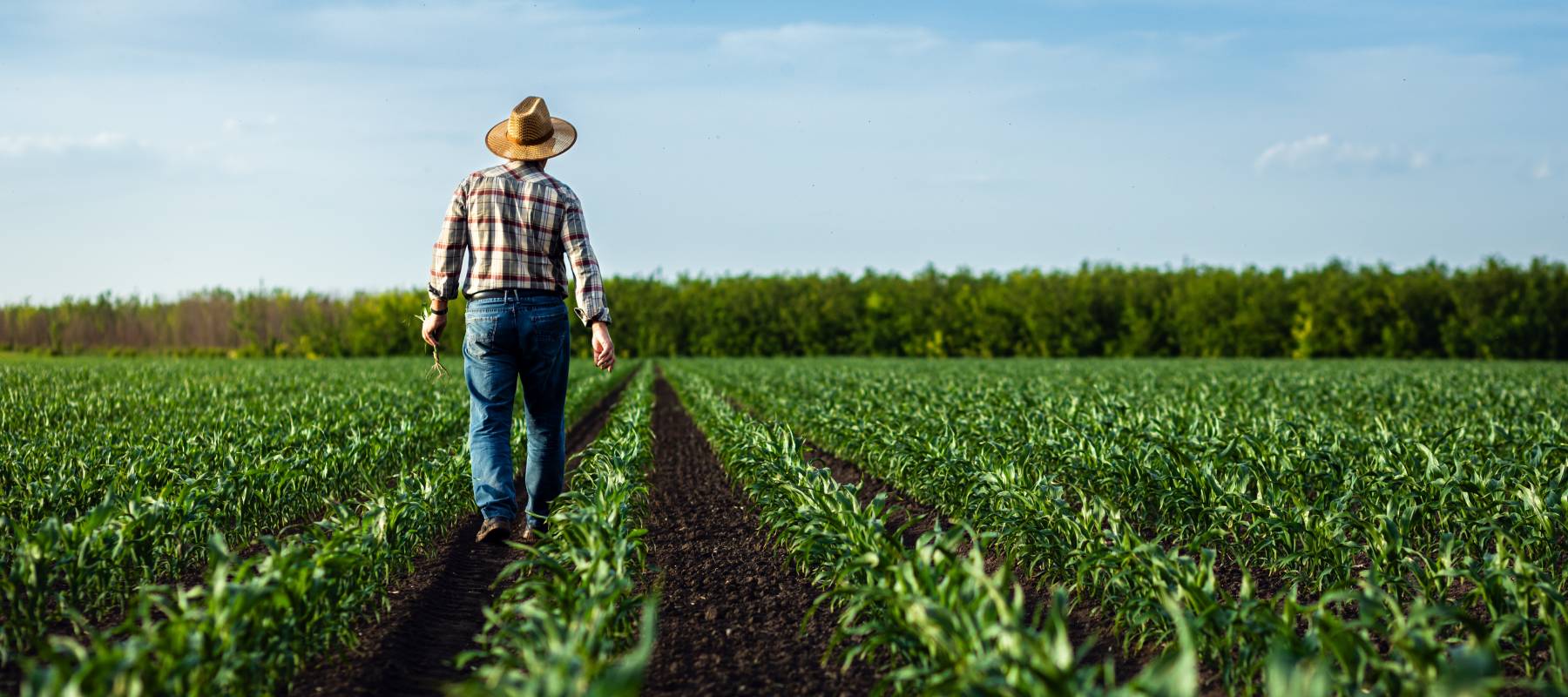 Rear view of senior farmer walking in corn field examining crop in his hands at sunset.