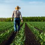 Rear view of senior farmer walking in corn field examining crop in his hands at sunset.
