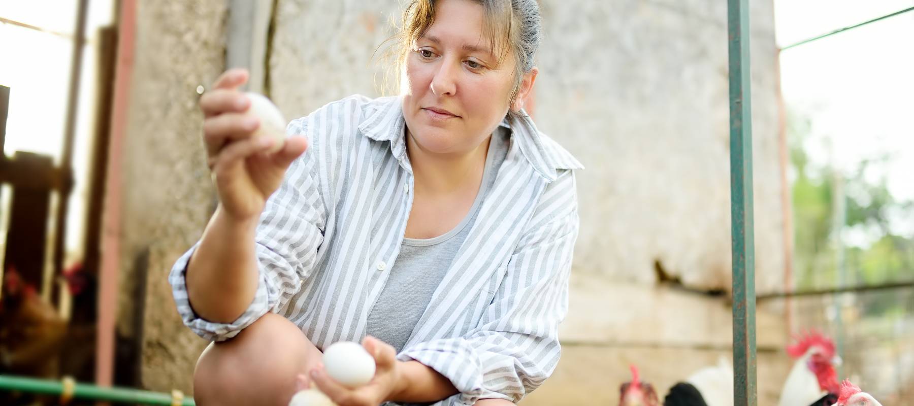 A woman inspecting chicken eggs.