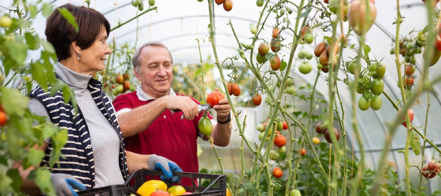 Old man and woman happily harvesting vegetables