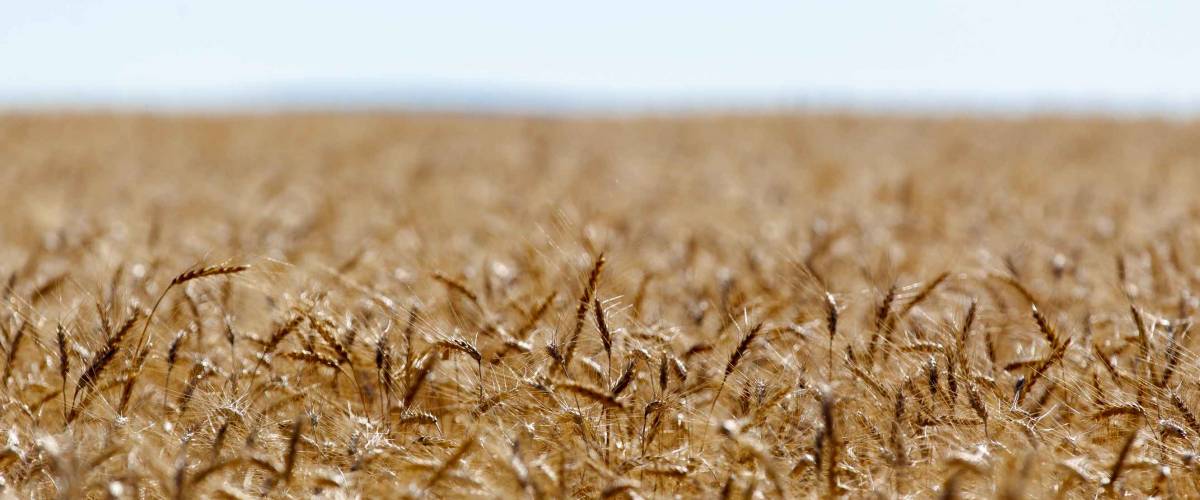 A golden wheat field in Havre, Montana.
