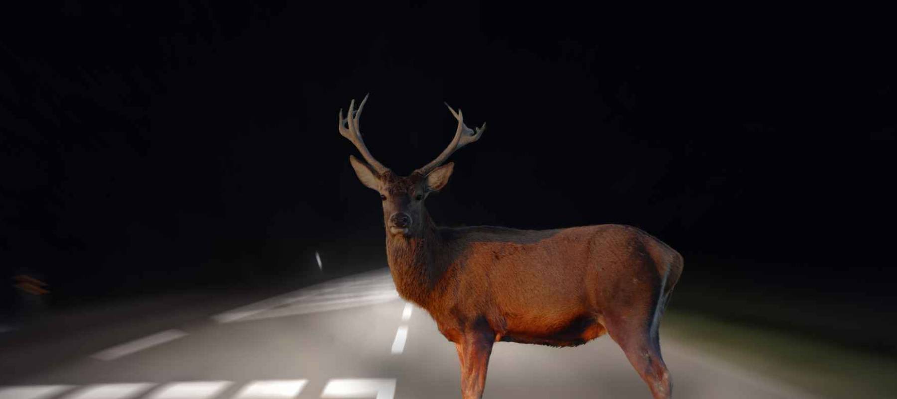 Caution - deer crossing in autumn