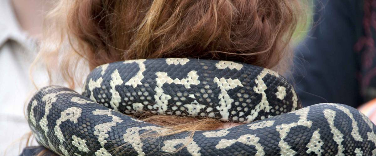 Python snake around a neck
