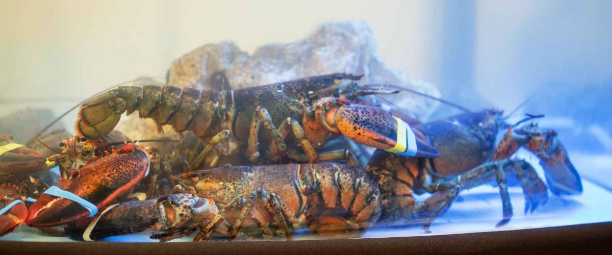 Live exotic lobsters with tied claws are in aquarium, tank at seafood restaurant for sale.