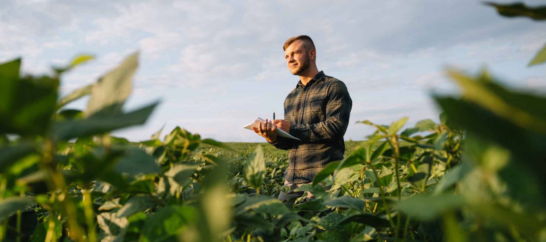 Agronomist inspecting soya bean crops growing in the farm field. Agriculture production concept. young agronomist examines soybean crop on field in summer. Farmer on soybean field
