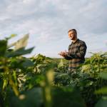 Agronomist inspecting soya bean crops growing in the farm field. Agriculture production concept. young agronomist examines soybean crop on field in summer. Farmer on soybean field