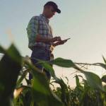 Young farmer working in a cornfield, inspecting and tuning irrigation center pivot sprinkler system on smartphone.