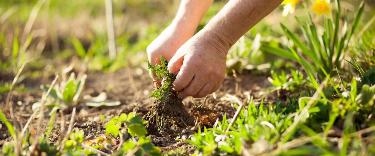 Senior man pulling out some weeds at his huge garden during spring time, clearing garden after winter (color toned image)