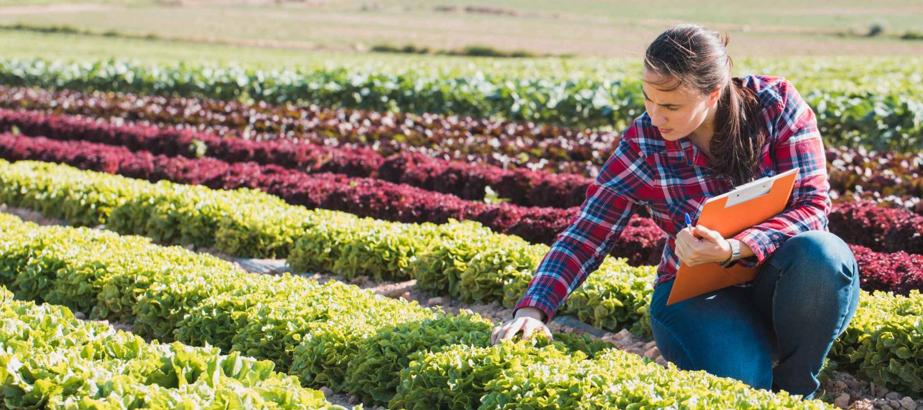 young technical woman working in a field of lettuces with a folder