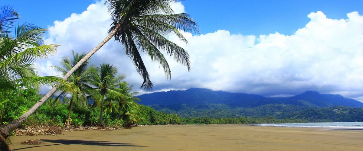 Untouched tropical beach with coconut palm, on the Pacific coast,Uvita, Costa Rica, Central America