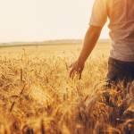 Man in field