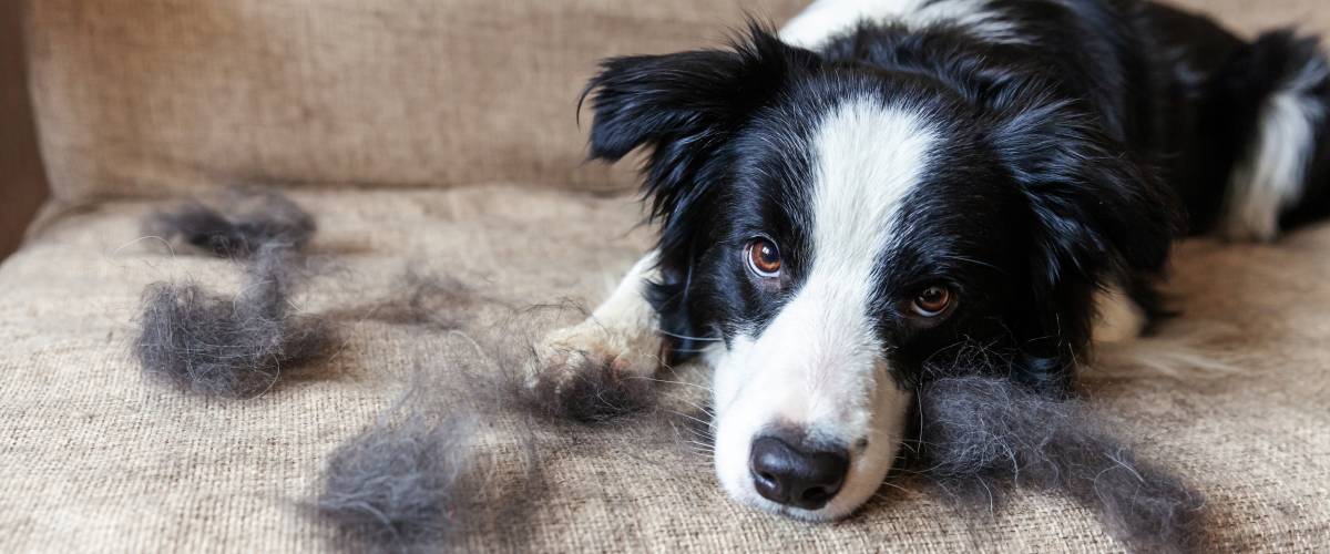Black and white dog lying on couch surrounded by loose fur