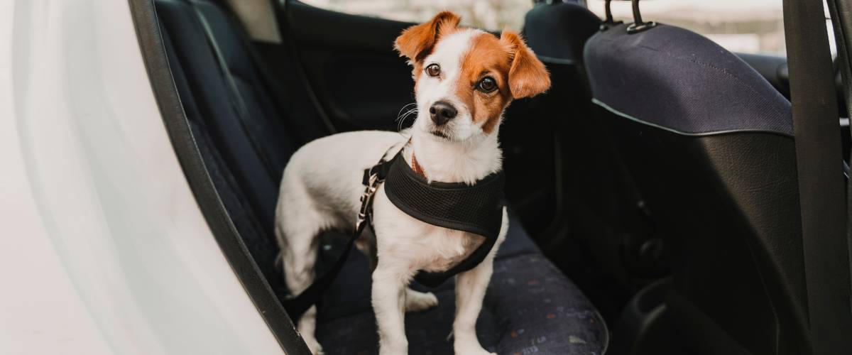 Small dog in backseat of car